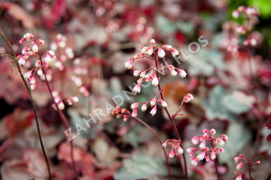 Dlužicha 'Fire Chief' - Heuchera hybrida 'Fire Chief'