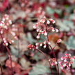 Dlužicha 'Fire Chief' - Heuchera hybrida 'Fire Chief'