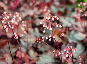 Dlužicha 'Fire Chief' - Heuchera hybrida 'Fire Chief'