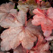 Dlužicha 'Fire Chief' - Heuchera hybrida 'Fire Chief'