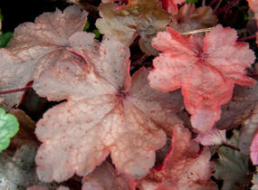 Dlužicha 'Fire Chief' - Heuchera hybrida 'Fire Chief'