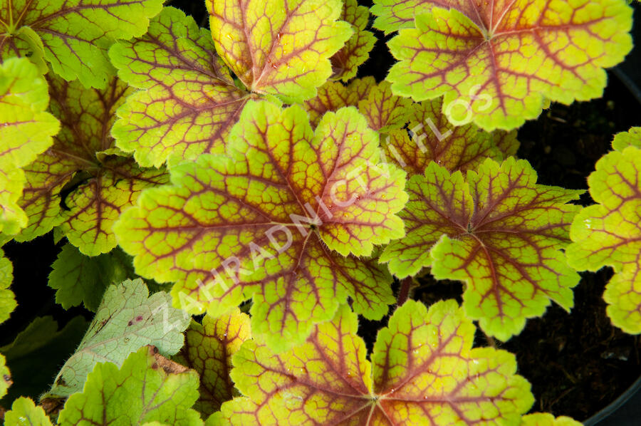 Dlužicha 'Electra' - Heuchera hybrida 'Electra'