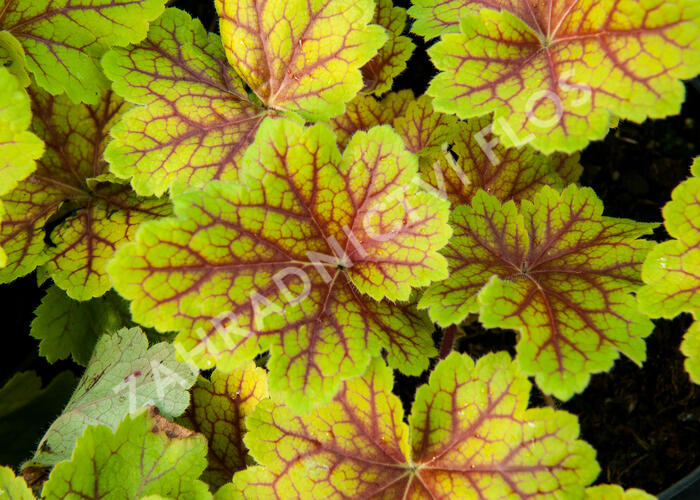 Dlužicha 'Electra' - Heuchera hybrida 'Electra'