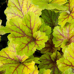 Dlužicha 'Electra' - Heuchera hybrida 'Electra'