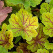 Dlužicha 'Electra' - Heuchera hybrida 'Electra'