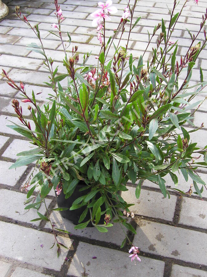 Svíčkovec - Gaura lindheimeri