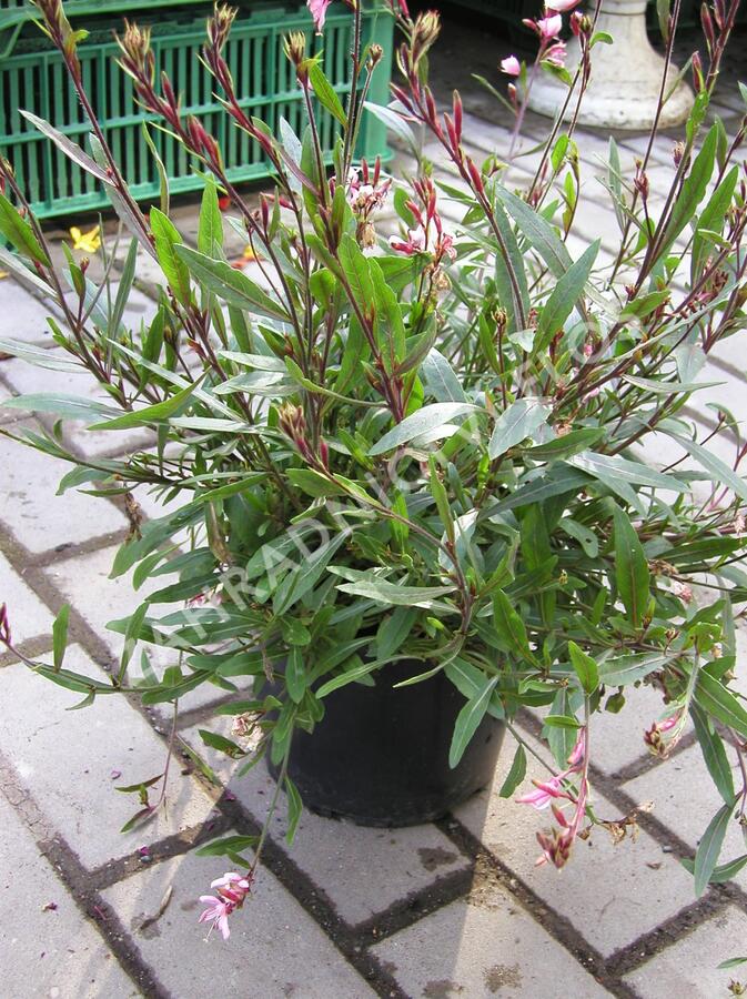 Svíčkovec - Gaura lindheimeri