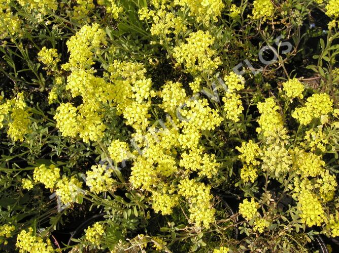 Tařice horská - Alyssum montanum