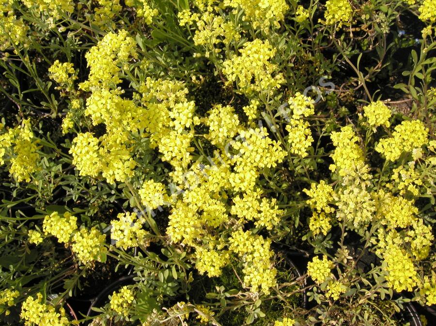 Tařice horská - Alyssum montanum