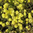 Tařice horská - Alyssum montanum