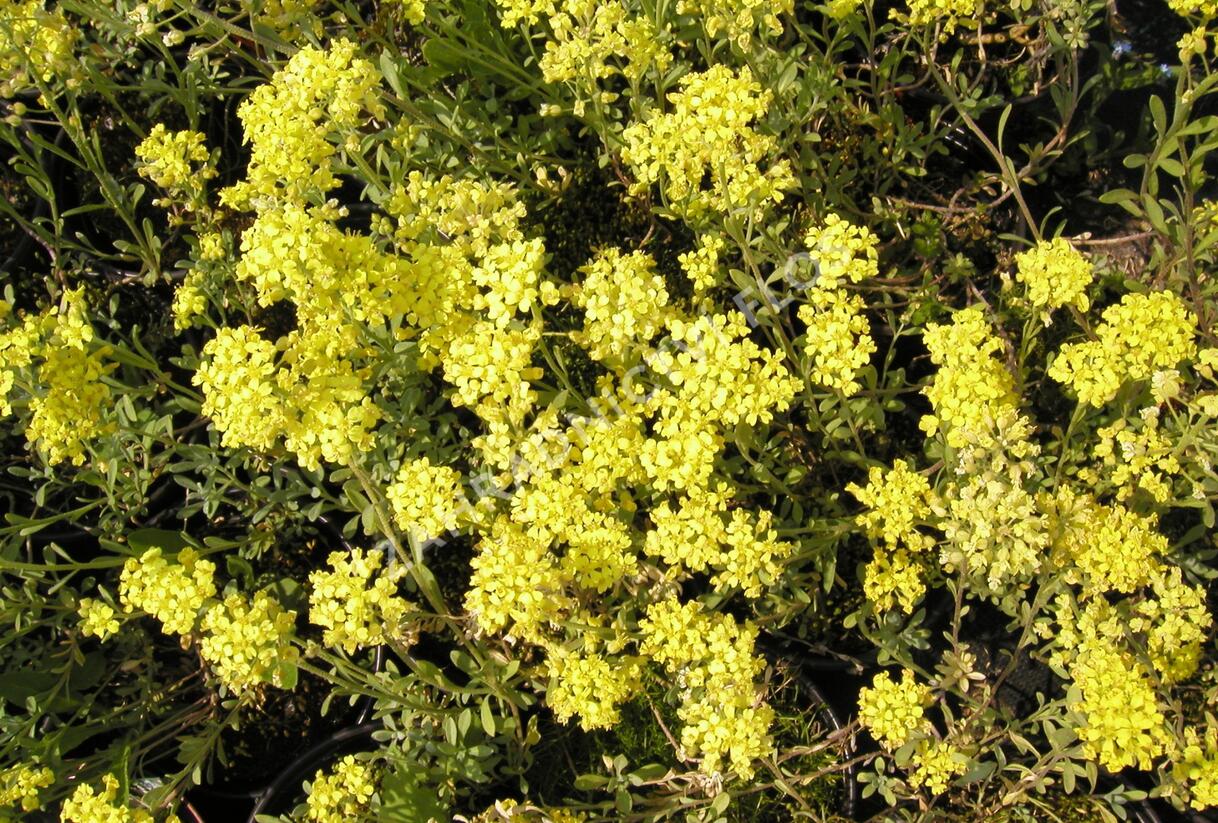 Tařice horská - Alyssum montanum