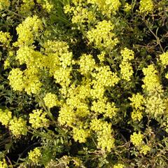 Tařice horská - Alyssum montanum