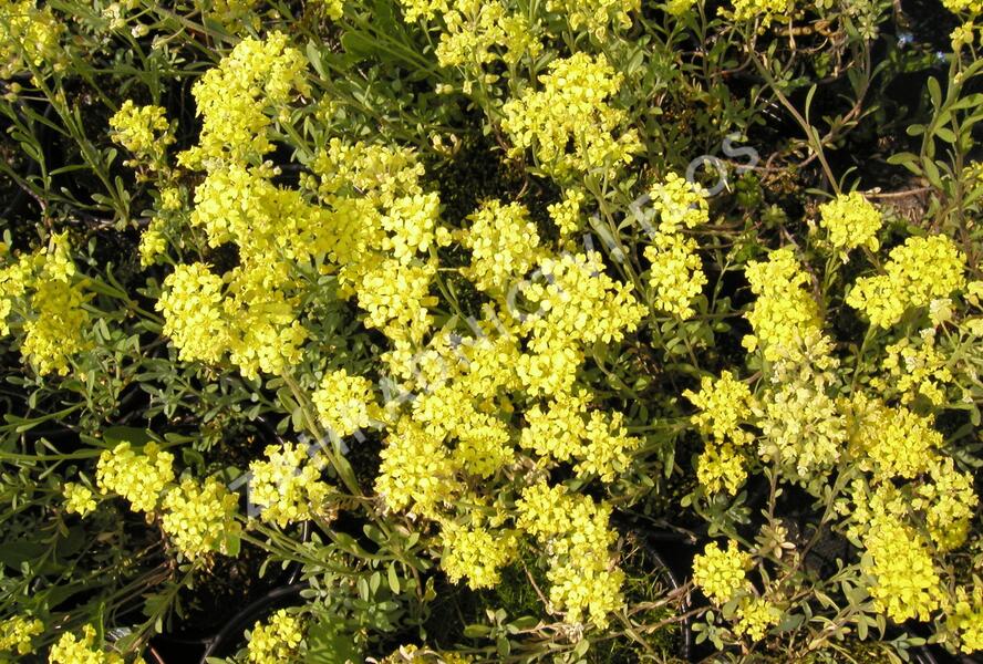 Tařice horská - Alyssum montanum