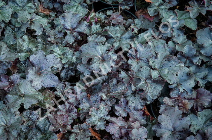 Dlužicha 'Obsidian' - Heuchera hybrida 'Obsidian'