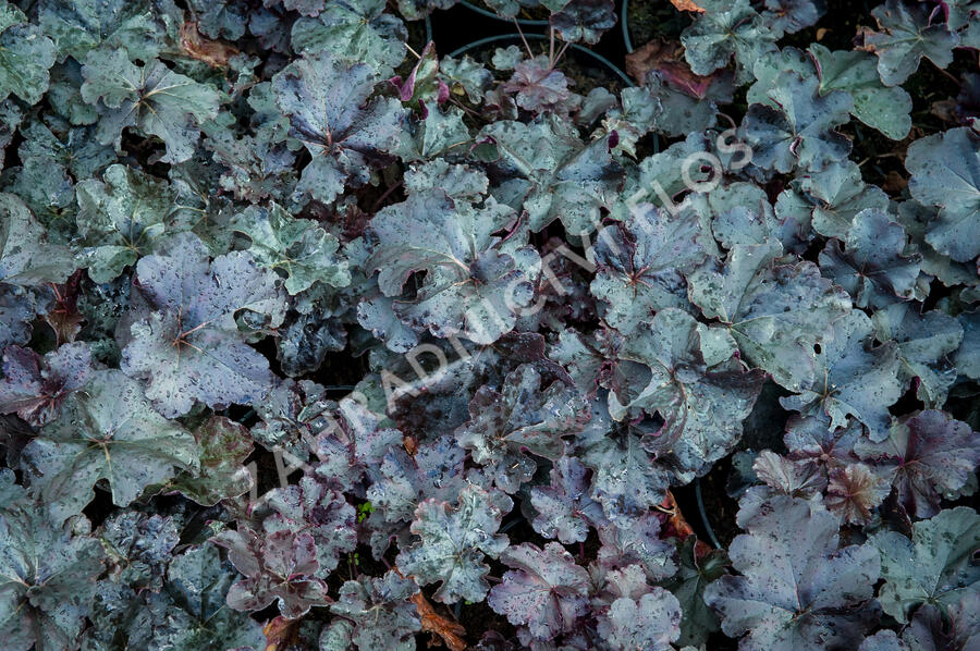 Dlužicha 'Obsidian' - Heuchera hybrida 'Obsidian'