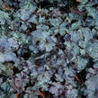 Dlužicha 'Obsidian' - Heuchera hybrida 'Obsidian'