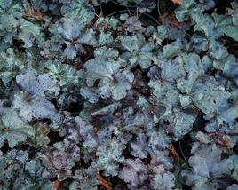 Dlužicha 'Obsidian'