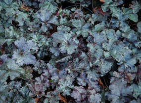 Dlužicha 'Obsidian' - Heuchera hybrida 'Obsidian'