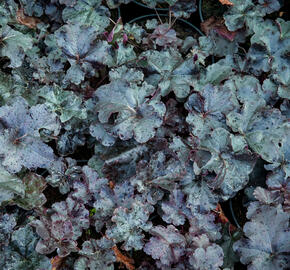 Dlužicha 'Obsidian' - Heuchera hybrida 'Obsidian'