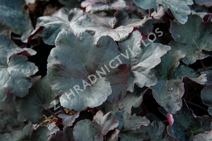 Dlužicha 'Obsidian' - Heuchera hybrida 'Obsidian'