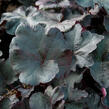 Dlužicha 'Obsidian' - Heuchera hybrida 'Obsidian'