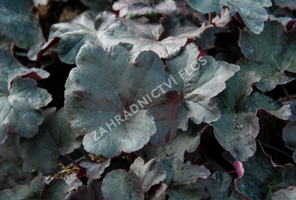 Dlužicha 'Obsidian' - Heuchera hybrida 'Obsidian'