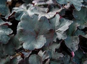 Dlužicha 'Obsidian' - Heuchera hybrida 'Obsidian'