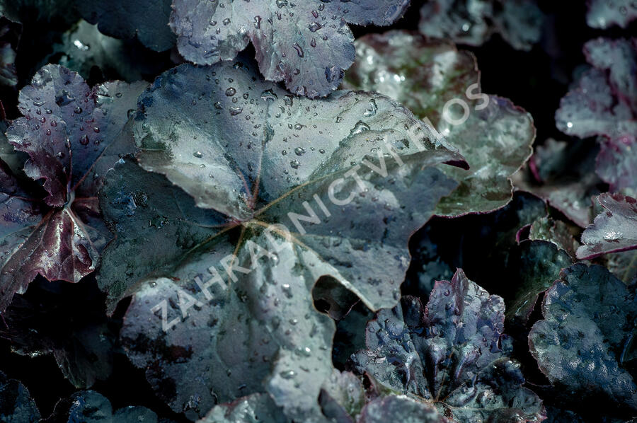 Dlužicha 'Obsidian' - Heuchera hybrida 'Obsidian'