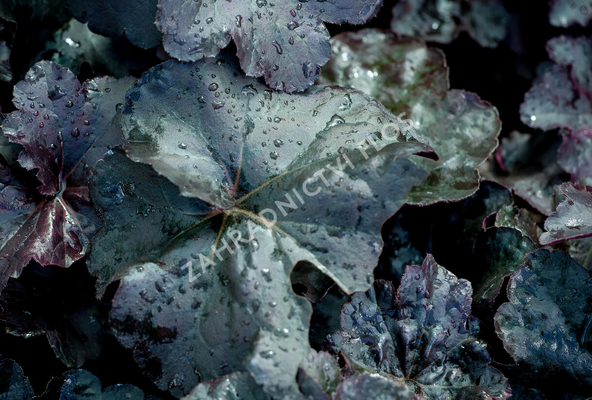 Dlužicha 'Obsidian' - Heuchera hybrida 'Obsidian'