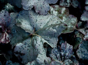 Dlužicha 'Obsidian' - Heuchera hybrida 'Obsidian'