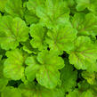 Dlužicha 'Blondie in Lime' - Heuchera hybrida 'Blondie in Lime'