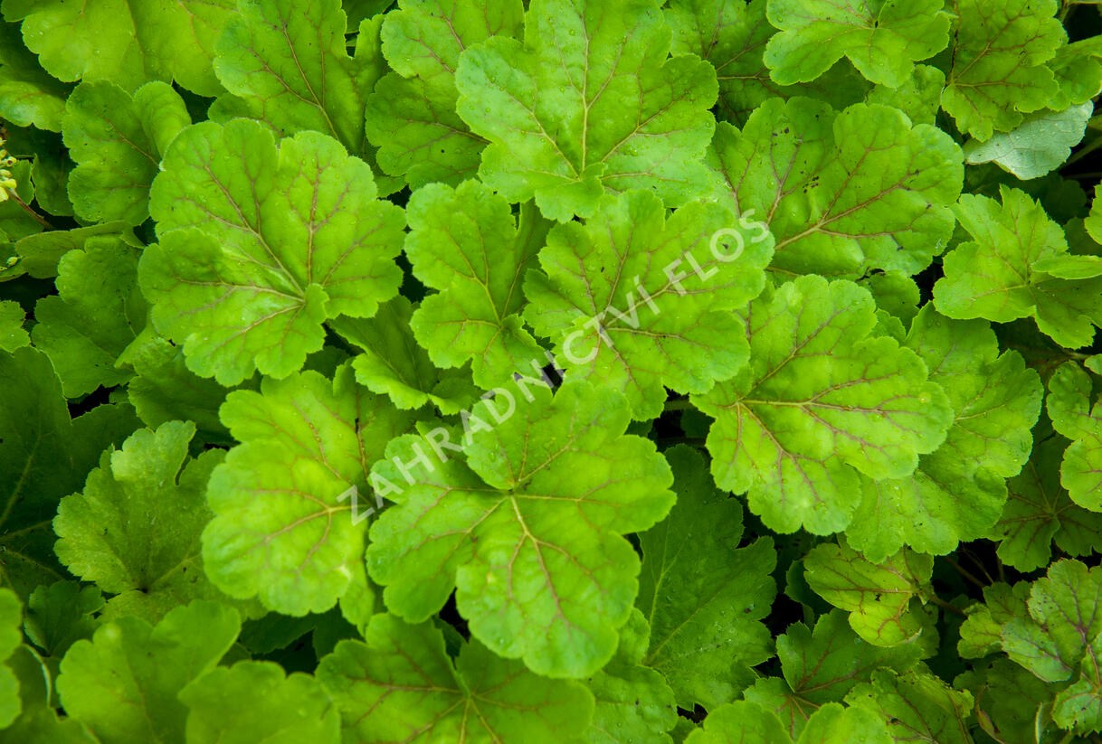 Dlužicha 'Blondie in Lime' - Heuchera hybrida 'Blondie in Lime'