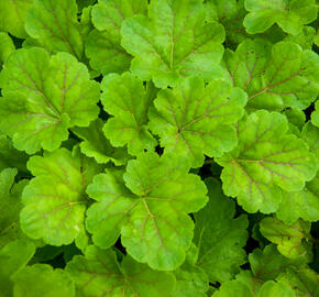 Dlužicha 'Blondie in Lime' - Heuchera hybrida 'Blondie in Lime'