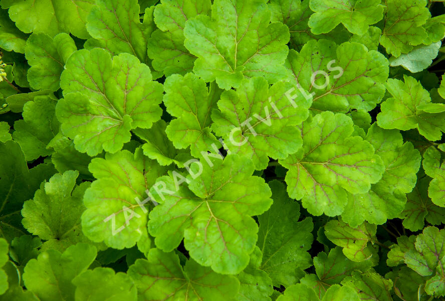 Dlužicha 'Blondie in Lime' - Heuchera hybrida 'Blondie in Lime'