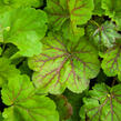 Dlužicha 'Blondie in Lime' - Heuchera hybrida 'Blondie in Lime'