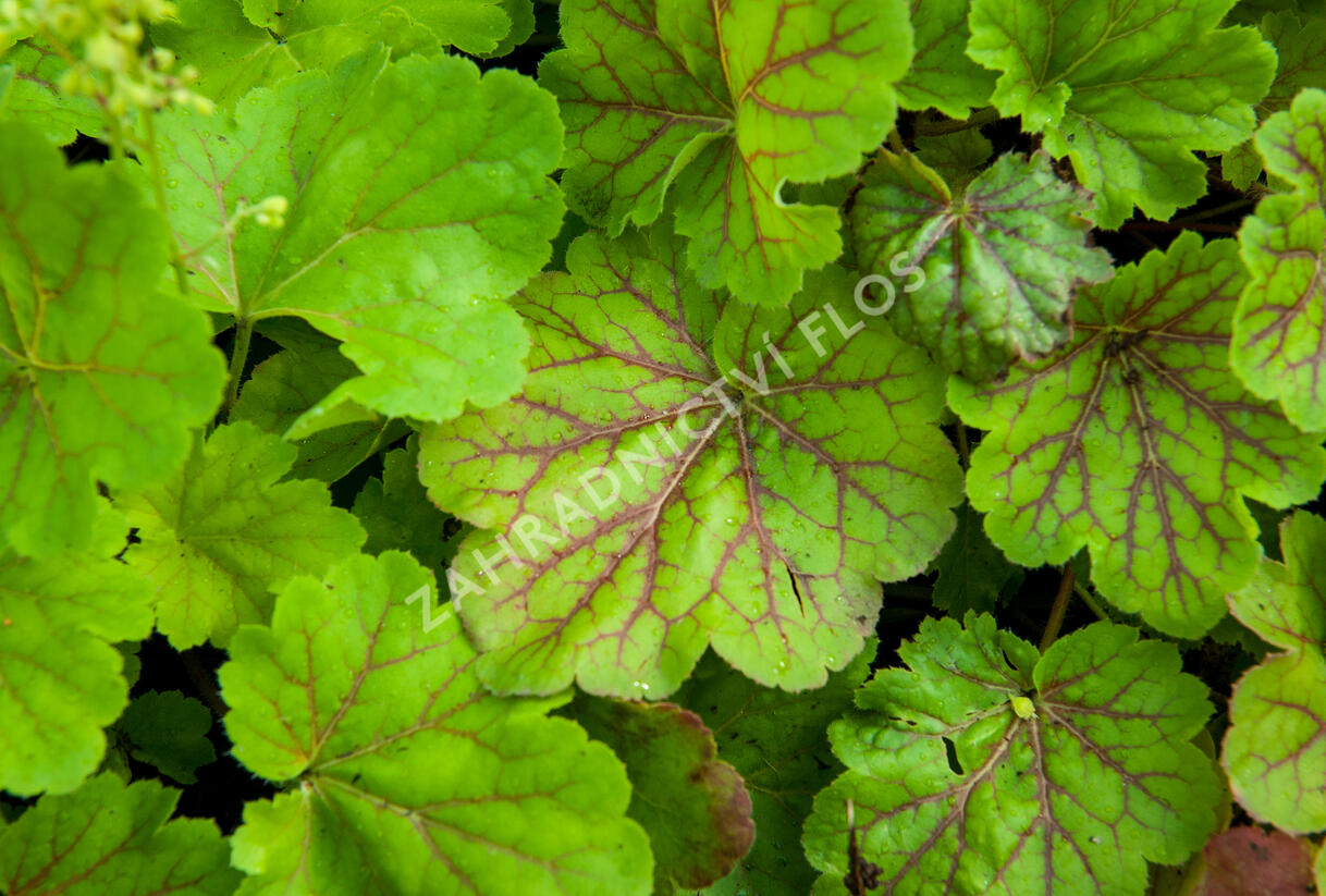 Dlužicha 'Blondie in Lime' - Heuchera hybrida 'Blondie in Lime'