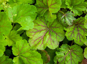 Dlužicha 'Blondie in Lime' - Heuchera hybrida 'Blondie in Lime'