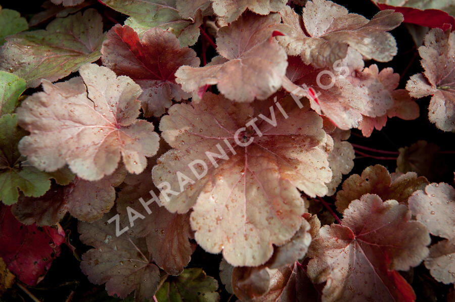Dlužicha 'Blondie' - Heuchera hybrida 'Blondie'