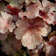 Dlužicha 'Blondie' - Heuchera hybrida 'Blondie'