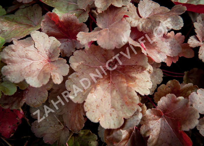 Dlužicha 'Blondie' - Heuchera hybrida 'Blondie'