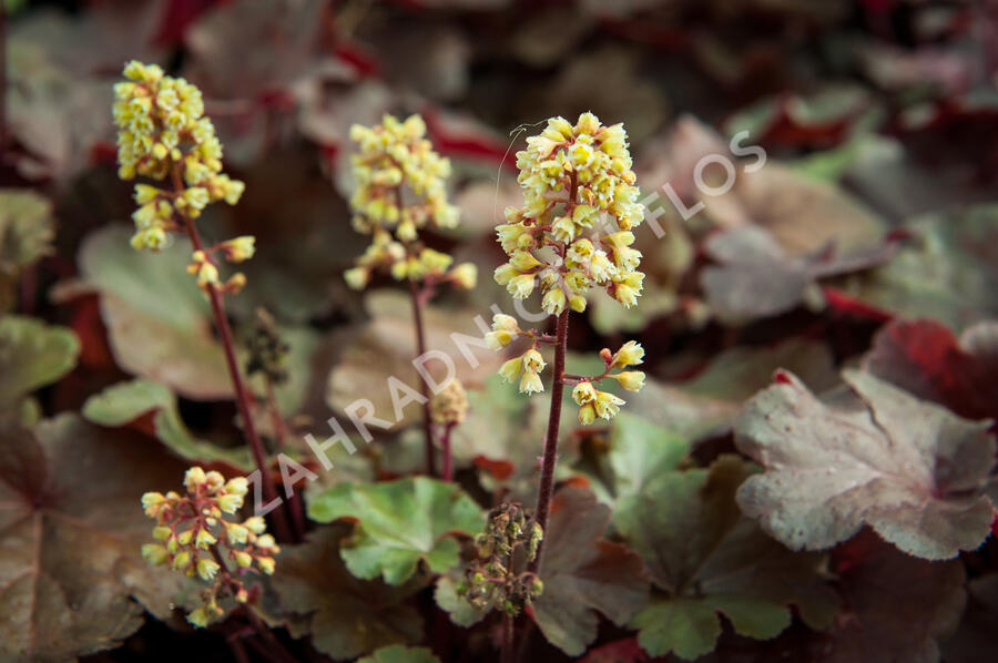 Dlužicha 'Blondie' - Heuchera hybrida 'Blondie'