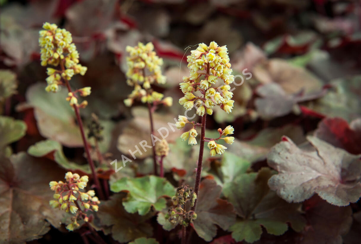 Dlužicha 'Blondie' - Heuchera hybrida 'Blondie'