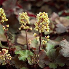 Dlužicha 'Blondie' - Heuchera hybrida 'Blondie'