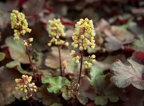 Dlužicha 'Blondie' - Heuchera hybrida 'Blondie'