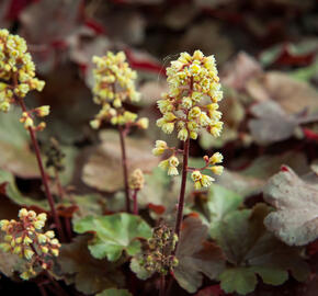 Dlužicha 'Blondie' - Heuchera hybrida 'Blondie'