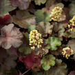 Dlužicha 'Blondie' - Heuchera hybrida 'Blondie'