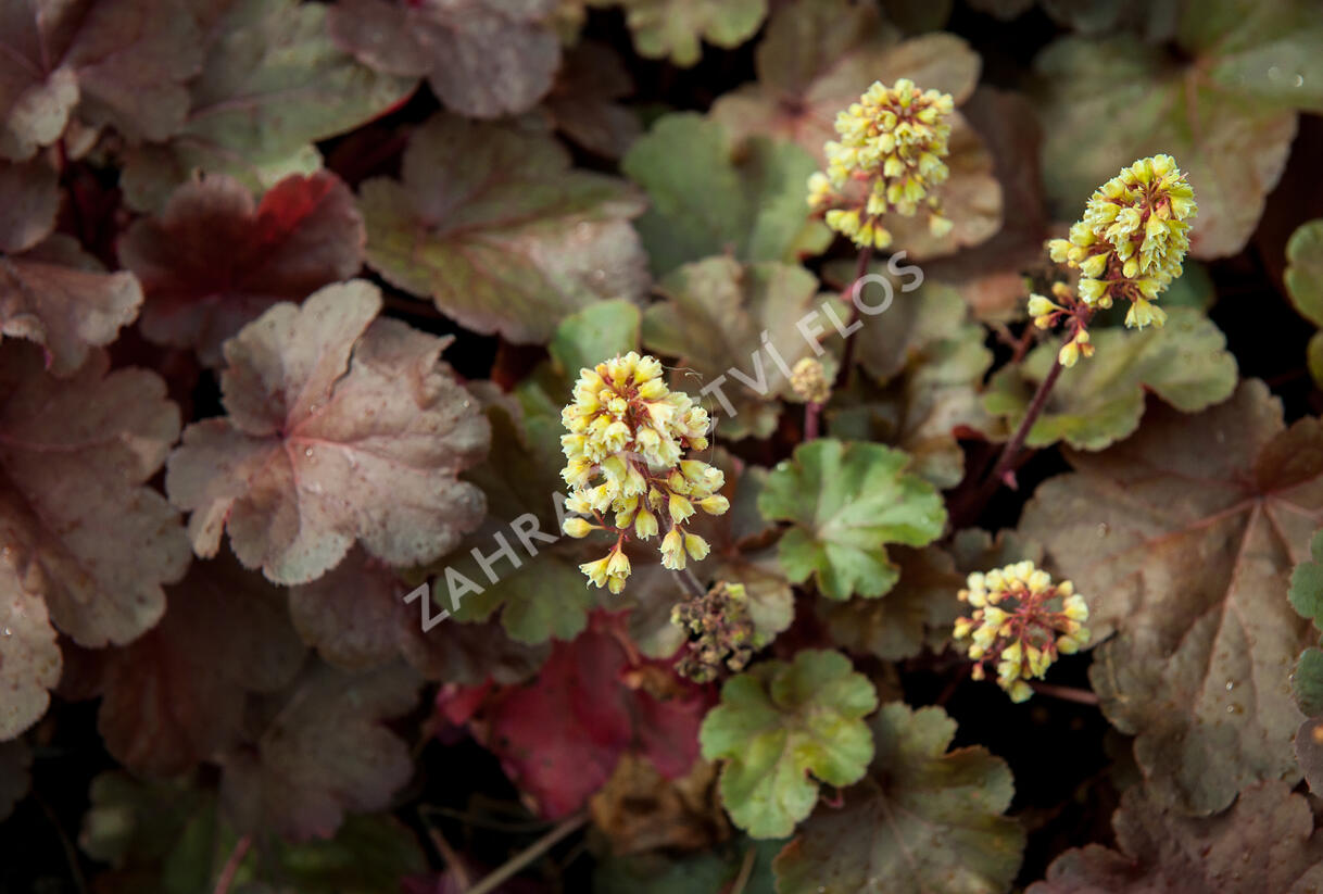 Dlužicha 'Blondie' - Heuchera hybrida 'Blondie'