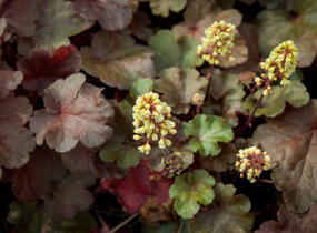 Dlužicha 'Blondie' - Heuchera hybrida 'Blondie'