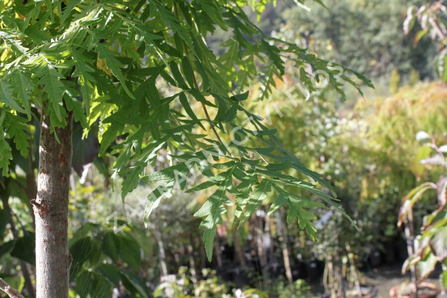 Škumpa orobincová 'Dissecta' - Rhus typhina 'Dissecta'