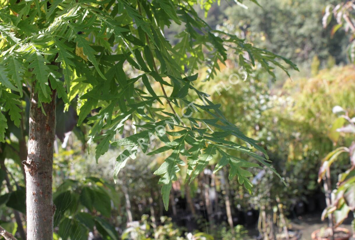 Škumpa orobincová 'Dissecta' - Rhus typhina 'Dissecta'